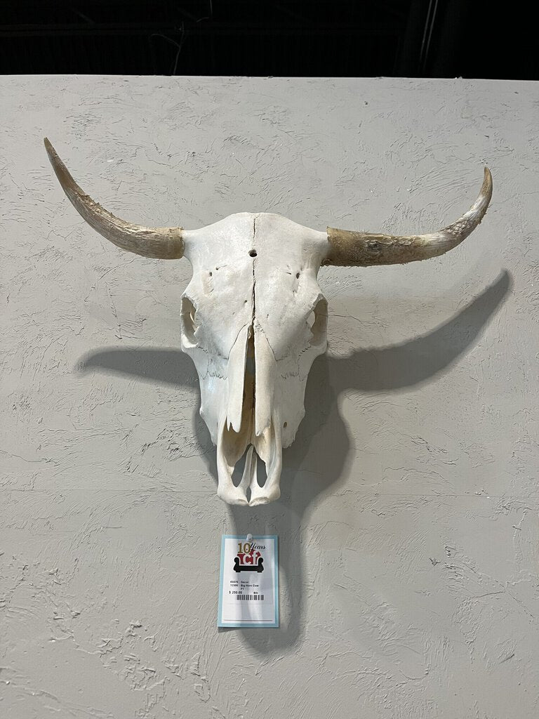 Big Horn Cow