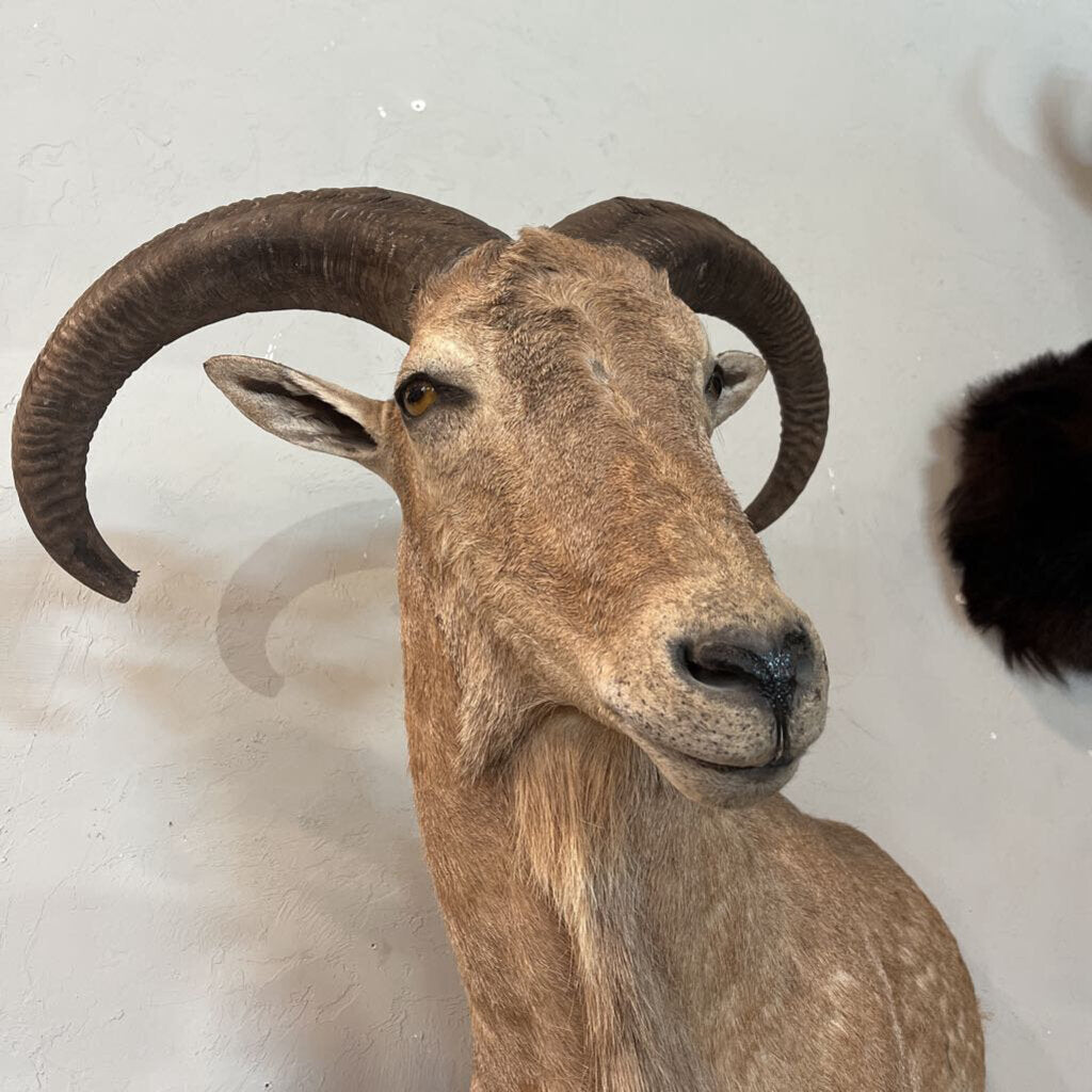 Aoudad Sheep Half-body Mount