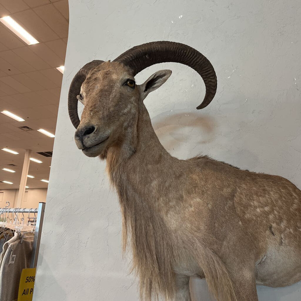 Aoudad Sheep Half-body Mount