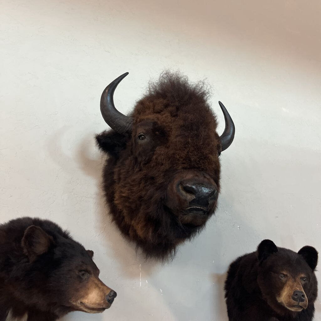 Bison Head Mount