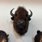 Bison Head Mount