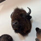 Bison Head Mount