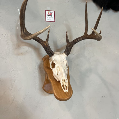 Deer Skull