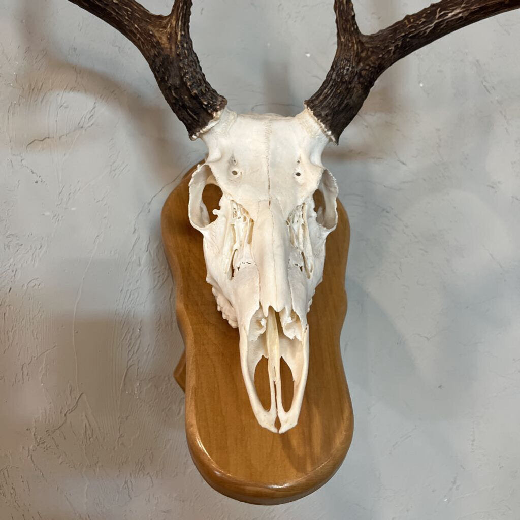 Deer Skull