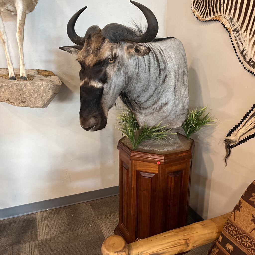 Wildebeest on Pedestal Mount