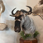 Wildebeest on Pedestal Mount