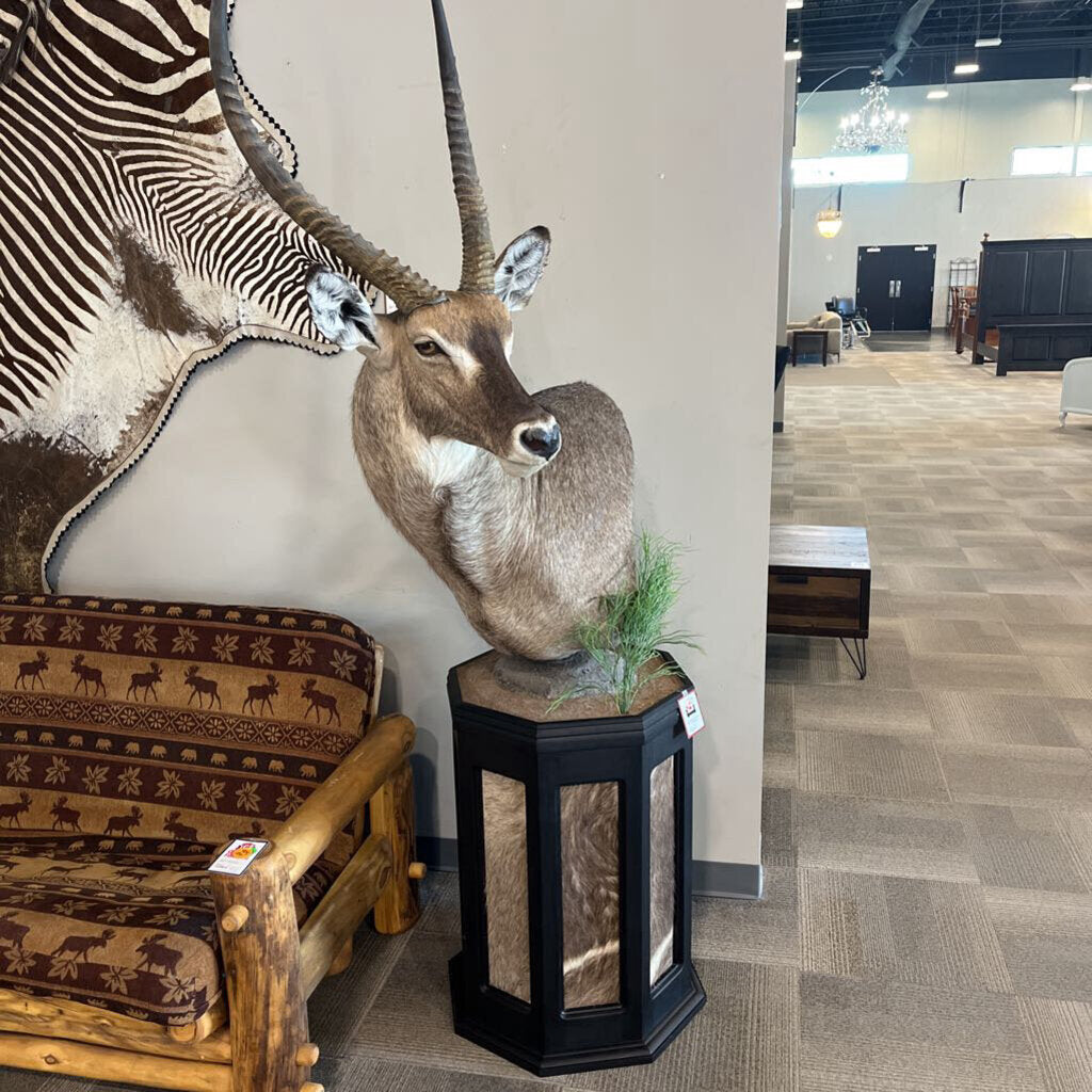 Waterbuck on Pedestal Mount