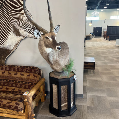 Waterbuck on Pedestal Mount