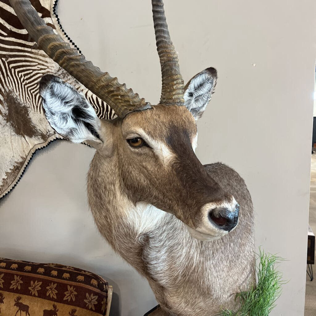 Waterbuck on Pedestal Mount