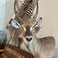 Waterbuck on Pedestal Mount