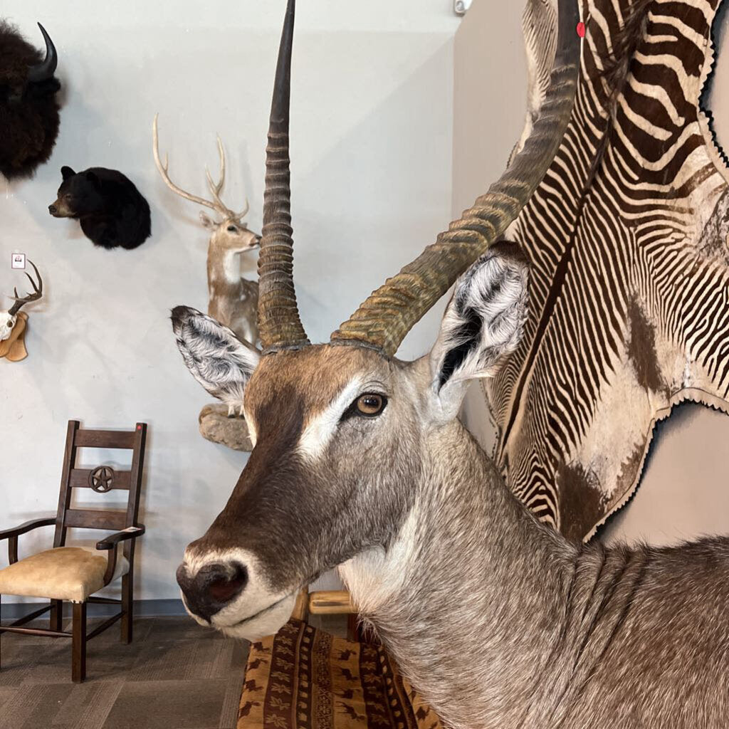 Waterbuck on Pedestal Mount